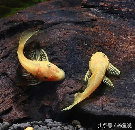 清道夫魚種類|10大魚缸清道夫排行